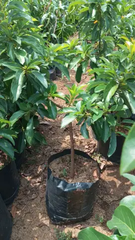 Alpukat Mentega polybag 50
