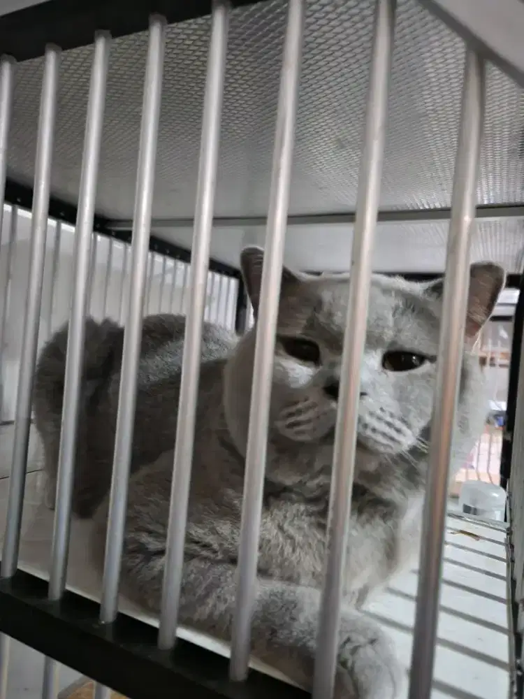 Kucing british Shorthair BSH pedigree