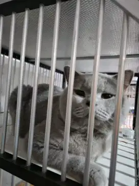 Kucing british Shorthair BSH pedigree