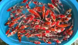 IKAN KOI GRACIA TANPA PERANTARA PUSAT IKAN KOI BLITAR