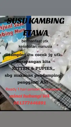 Susu kambing Etawa Murni