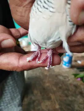 Perkutut hujan mas kaki bebek