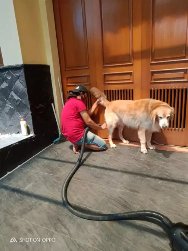 Groming anjing dateng ke rumah