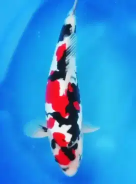 KOI IMPORT DAINICHI SHOWA DOITSU SIZE 52CM