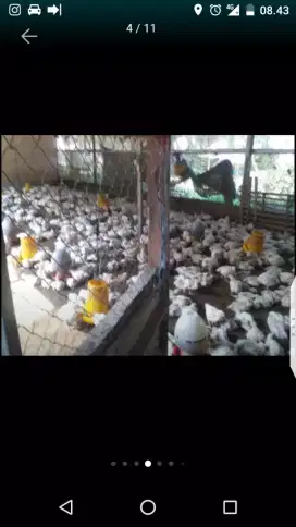 Ayam Potong Fresh