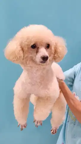 Aprikot Poodle Pejantan