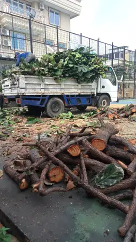 Jasa tebang pohon hendri