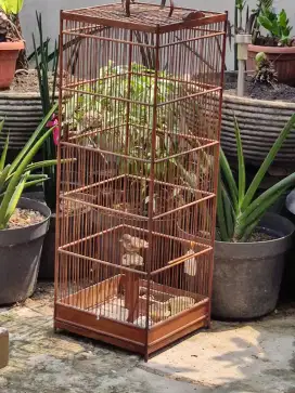 Burung Branjangan Fullset Kandang Tinggi Jati Harga NETTTTT