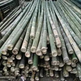 SEDIA BAMBU STEGER PANJANG 6 METER