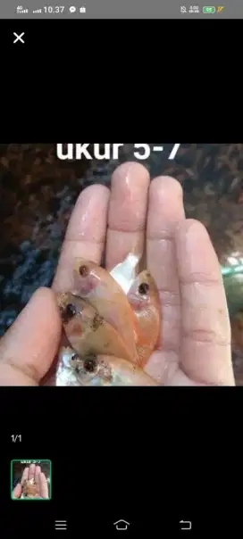 Bibit ikan budidaya / pakan predator nila merah ukur 57 bak sortir