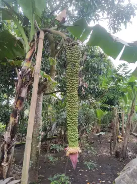 Bibit pohon pisang  rajasewu