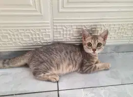 kitten British Short Hair