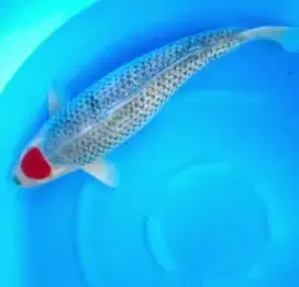 ikan koi import quality jumbo shinoda tancho goshiki ginrin size 68cm