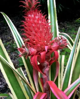 nanas merah 100rb/buah