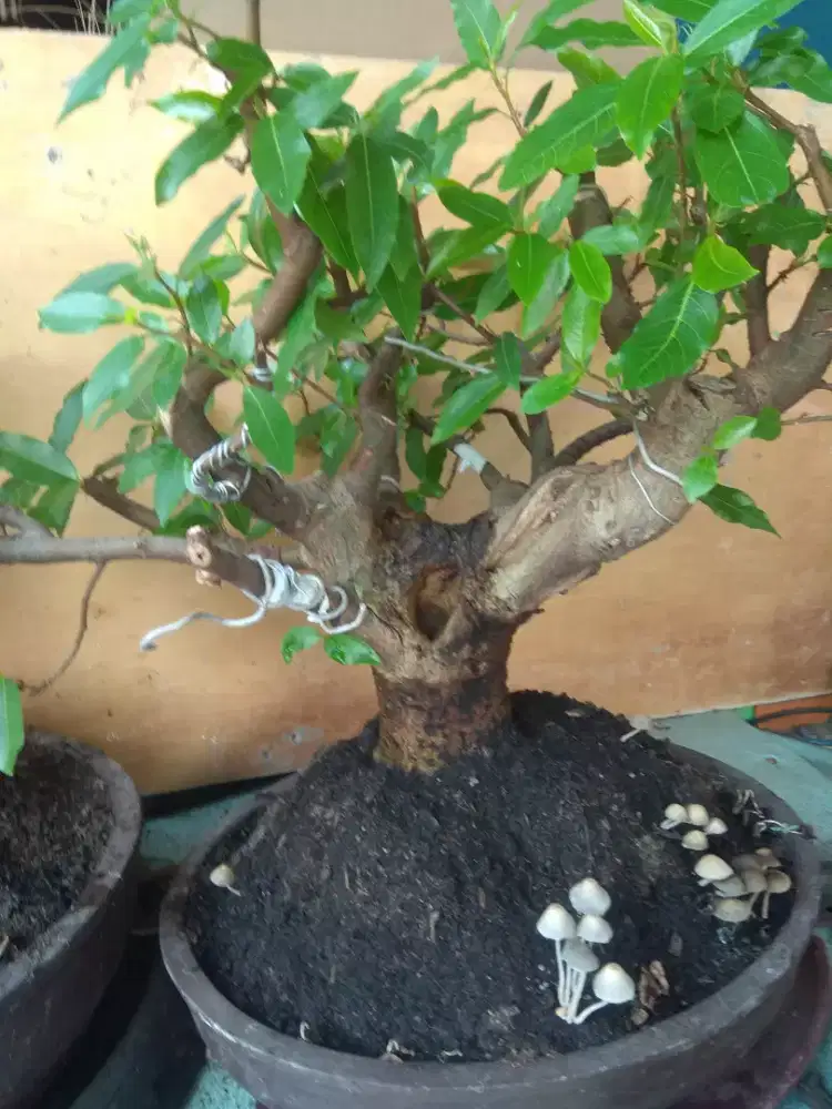 Bonsai LOA  setengah jadi