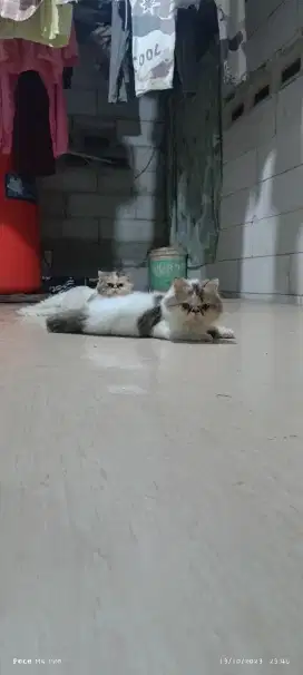 Kucing peaknose LH