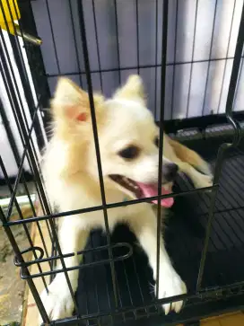 Jual RUGI Anjing pomerian