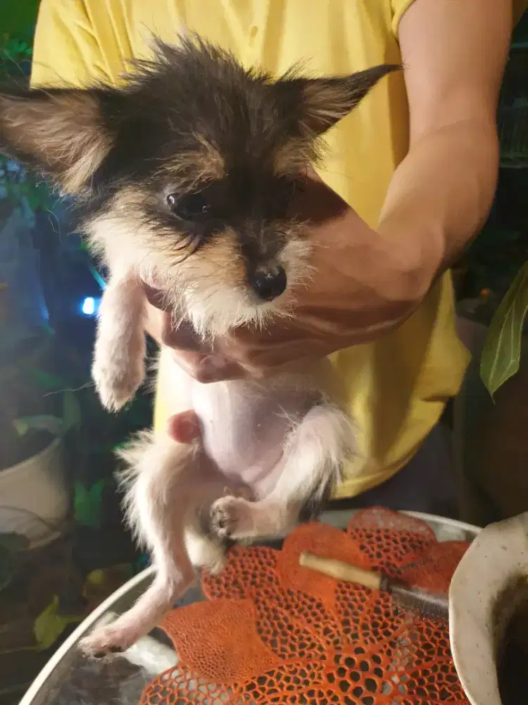 Beli 2GRATIS 1 ekor Dog mini 2 bulan stengah