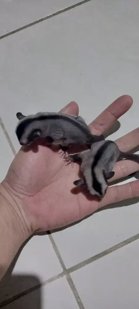 Sugar Glider Joey