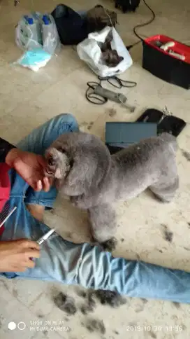 Groomer panggilan ke rumah house call pet grooming anjing kucing