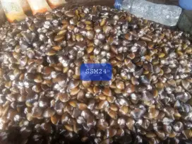 Terlaris Kerang Remis Bisa Untuk Obat Liver,Dll Bisa Dikirim