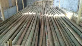 Jual bambu steger