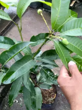 Pohon mangga berbuah