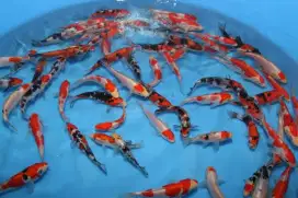 Koi anakan import super size 10-15cm