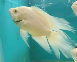Oscars albino slayer