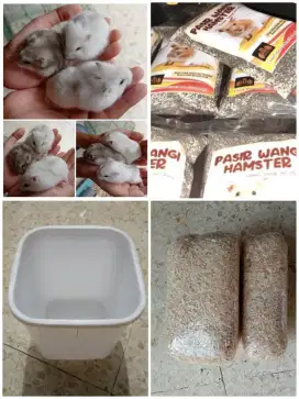 Promo Paket Hamster ( Winter White, Box, Pasir, Serbuk )