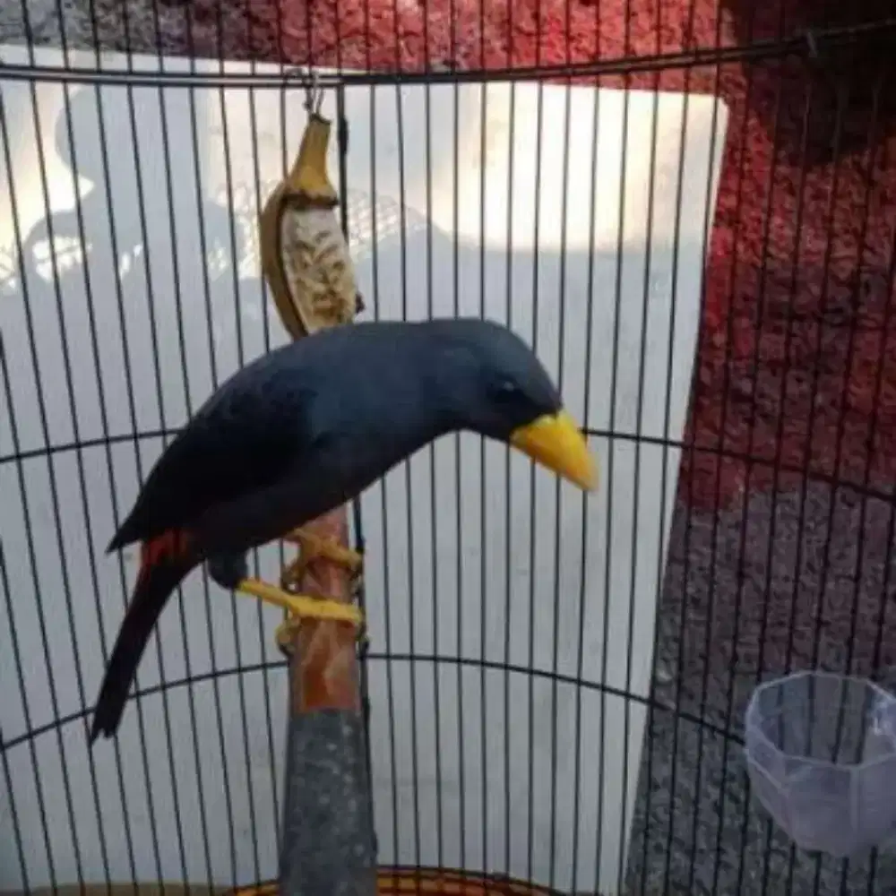 Rio Rio dewasa jantan gacor dan bahan baca diskripsi