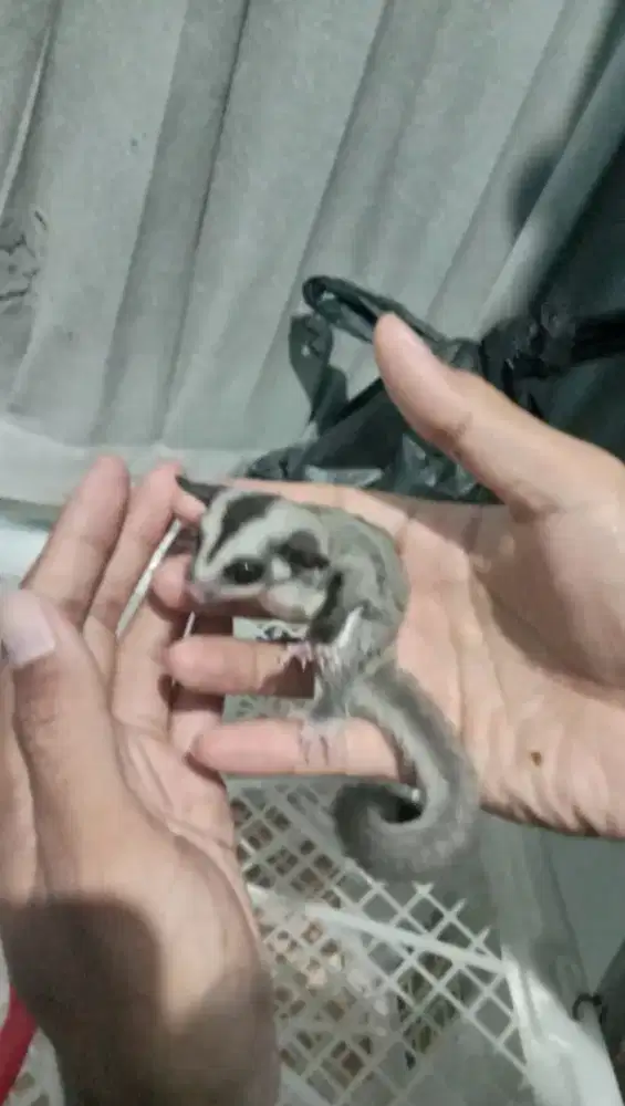 Sugar glider joey