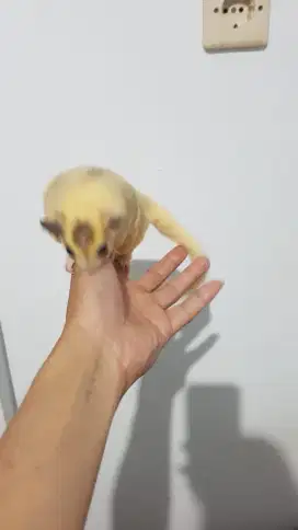 Sugar glider platmoz pied