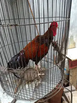 Ayam Bekisar pilihan jakarta