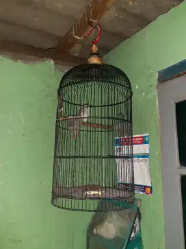 Burung trucuk+sangkar burung bunyi jnak llt jual murah bisa nego