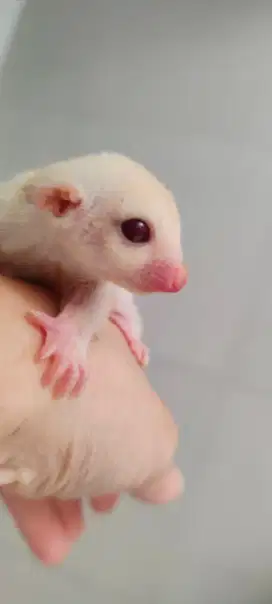Sugar glider albino umur 1 thn,betina dan jantan, tercantum hrg/ekor
