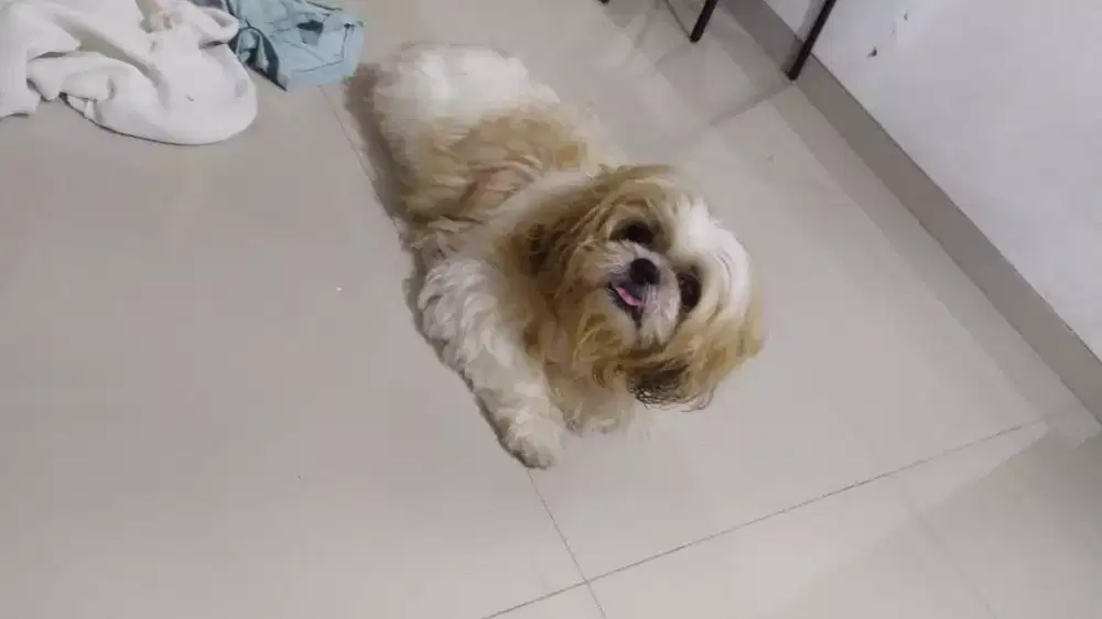 Grooming salonANJING PANGGILAN DEPOK TERDEKAT