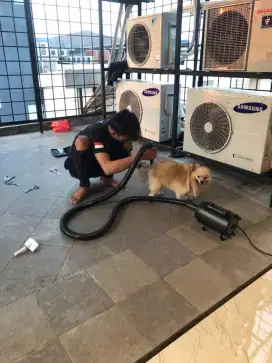 Termurah jasa grooming petshop anjing kucing panggilan mandi groomer