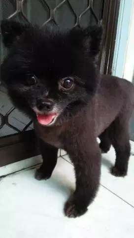 Termurah jasa grooming salon anjing kucing panggilan mandi groomer