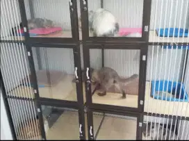 Penitipan kucing termurah