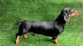 Pejantan/Stud Service/Kawin Anjing Tekel / Dachshund Bandung