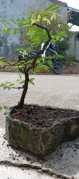 Bonsai asem jawa
