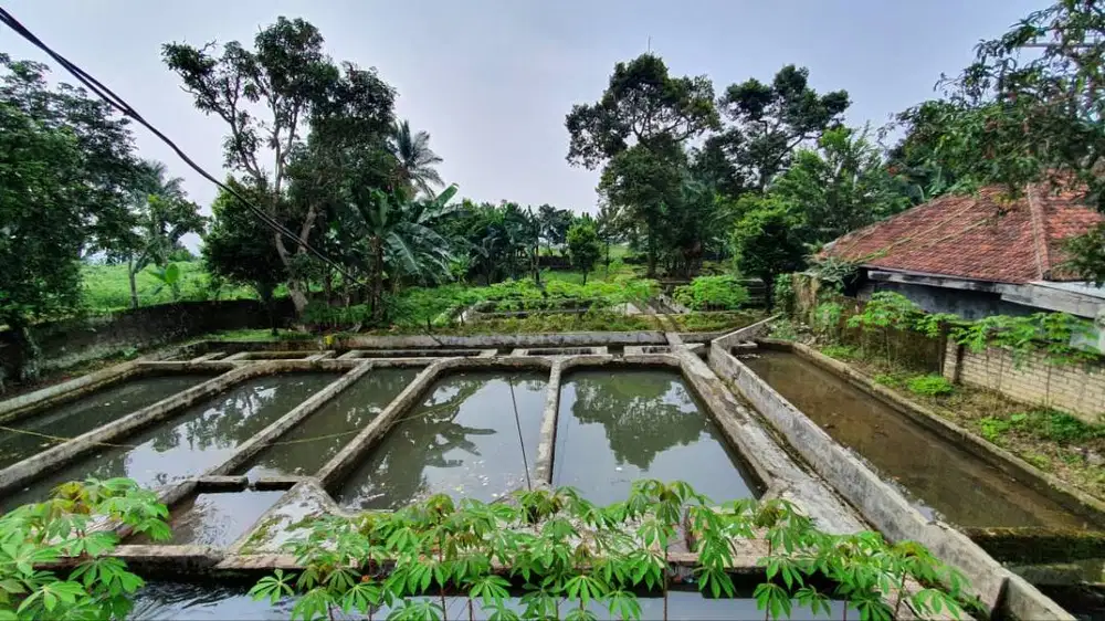 Anak Buah Kolam Ikan