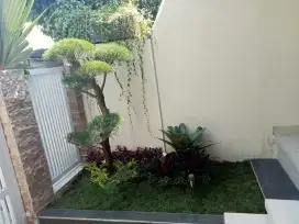 Taman rumah rumput dengan kombinasi pohon bonsai