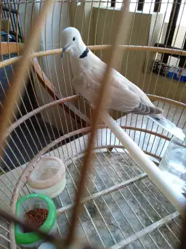 Burung Puter Pelung Gacor.