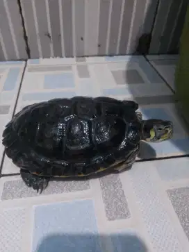 Kura kura yellowbelly