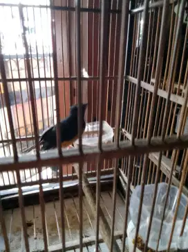 Burung murai Medan