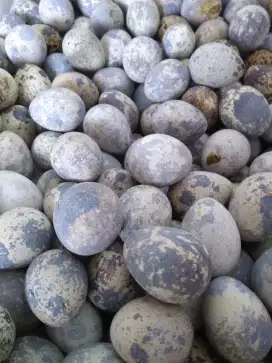Harga 50rb per kg Telur Telor Puyuh Fresh Kandang Gratis Kirim Bogor