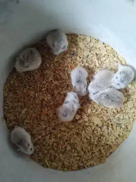 Hamster roborovski normal face & white face