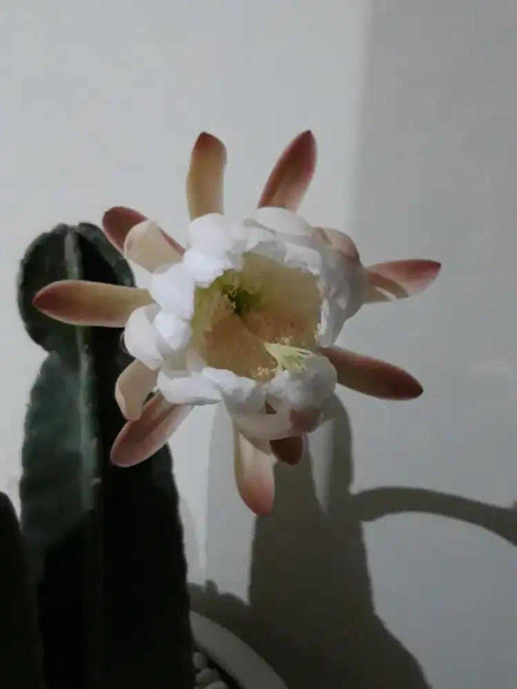 Tanaman Kaktus koboi